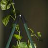 10Pcs Adjustable Plastic Trellis Connector Clip B-Type Garden Support Clip for Tomato Cucumber Pepper Grape Eggplant Greenhouse