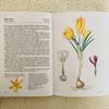 [USED] Foreign books, old books, Czech botanical encyclopedias, bulbous plants, tuberous plants, tulip cover