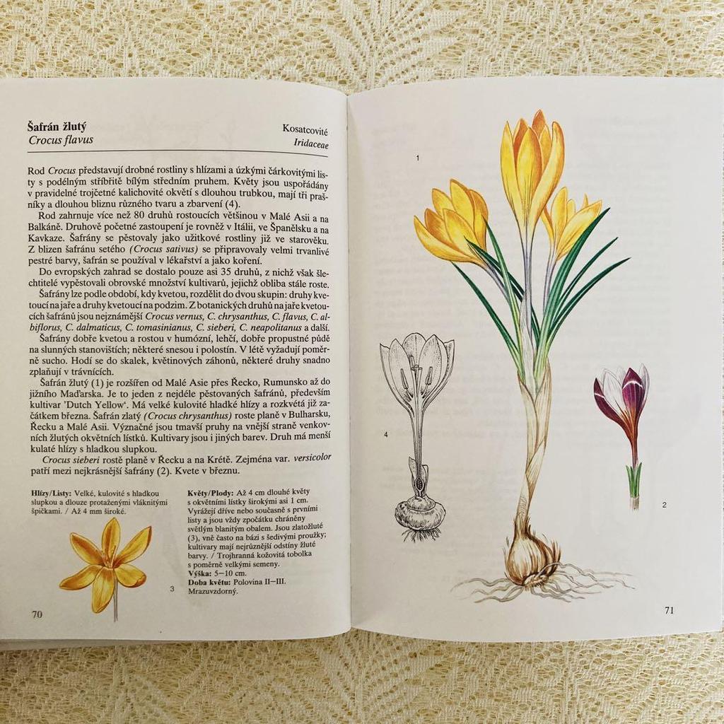 [USED] Foreign books, old books, Czech botanical encyclopedias, bulbous plants, tuberous plants, tulip cover