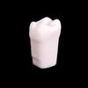 10Pcs Dental Typodont Teeth Model Removable Individual Screw-In Resin Denture Practice Tooth For Dental Studying Training