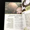 [USED] Two Mushroom Encyclopedias: "Funghi" and "Funghi Del Bosco" In Italian