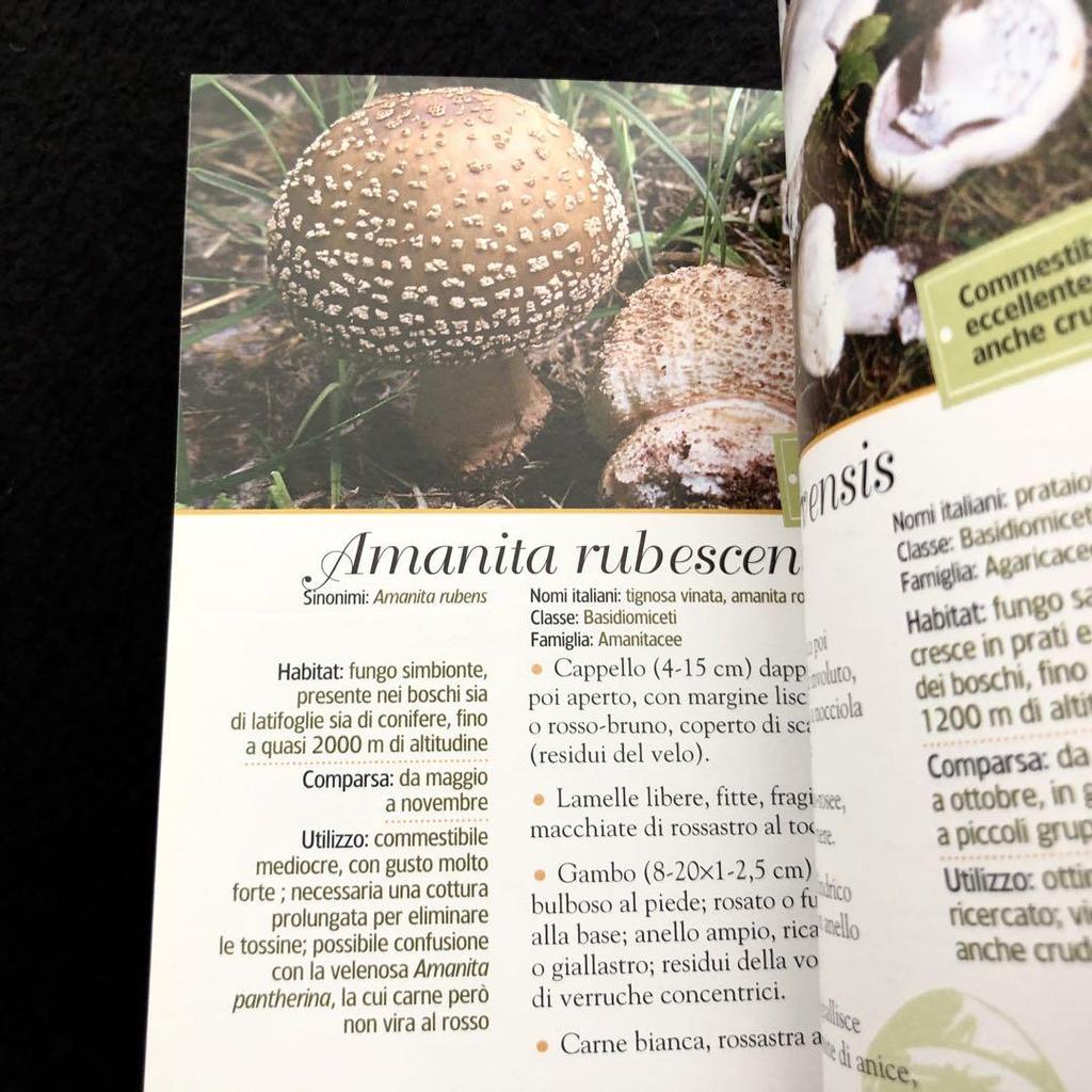 [USED] Two Mushroom Encyclopedias: "Funghi" and "Funghi Del Bosco" In Italian