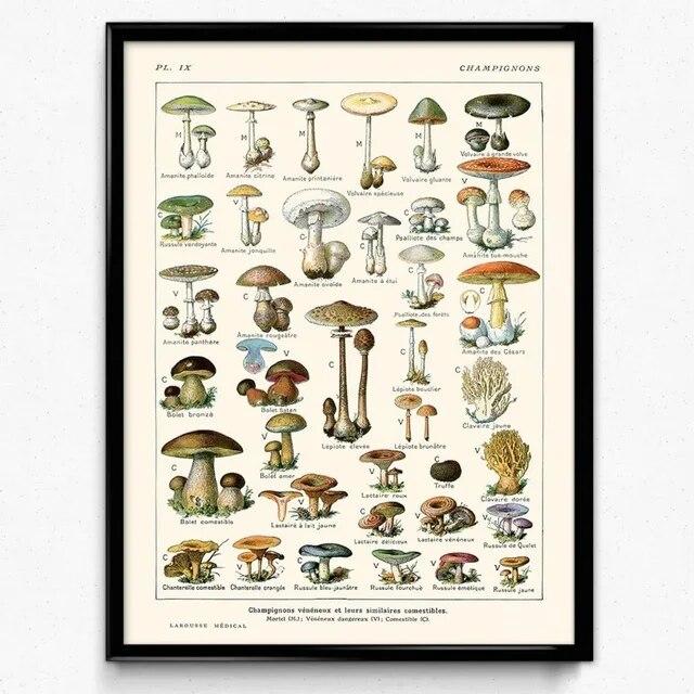 Botanische Blume Pilz Obst Leinwand Gemälde Wildpflanze Pilz Poster und Druck Wandkunst für Wohnzimmer Wand Dekor Cuadros