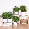 Green Simulation Plant Potted Green Grass Lifelike Grass Flowerpotted Desktop Ornament  Windowsill