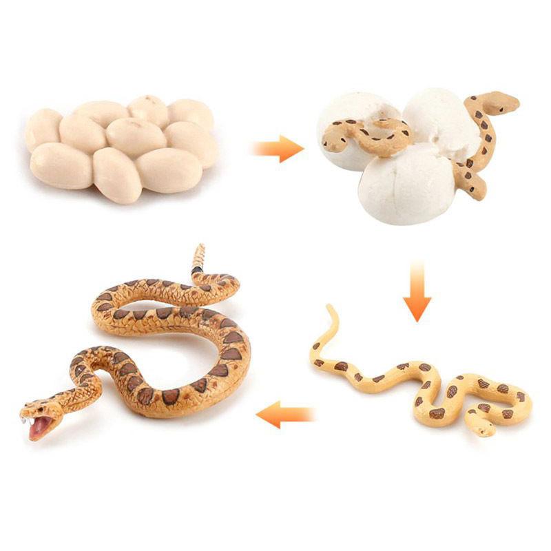 Enchanting Simulation Solid Turtle Chick Frog Animal Growth Cycle Montessori Teaching Aids For Unique Gifts And Decorative Accents