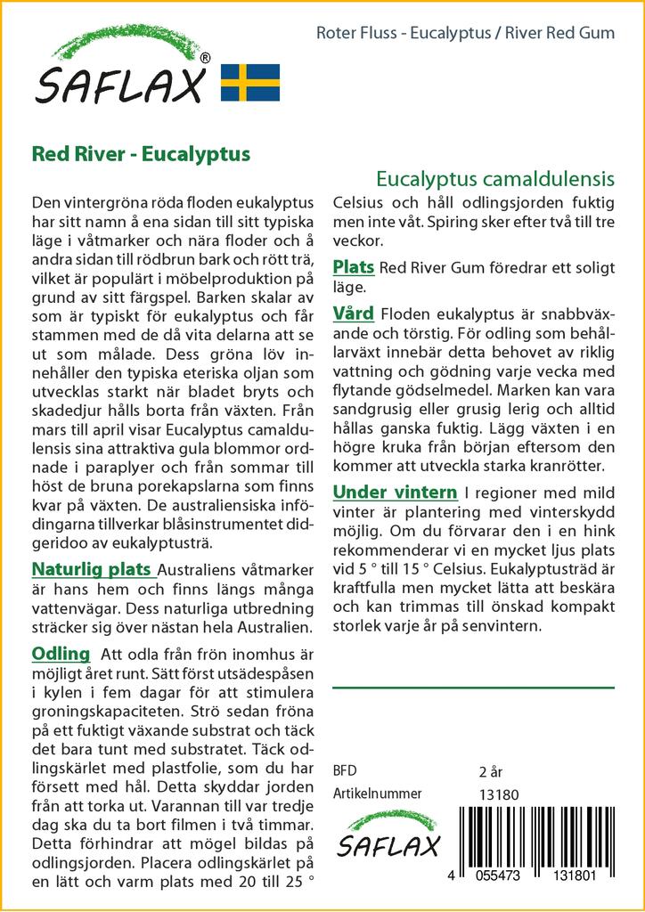 SAFLAX River Red Gum - 200 Seeds - Eucalyptus Camaldulensis