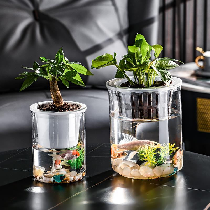 Small Hydroponic Vase for Phalaenopsis & Succulents - Desktop Decoration