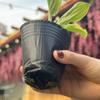 Thickened Plastic Nursery Pots Seed Starter Pot Vegetable Seedlings Cuttings Transplanting Seedling Containers Garden Supplies