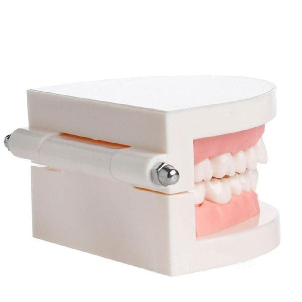 Typodont Demonstration Study Flesh Pink Gums Denture Model Teeth Model Standard Teeth Model