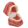 Modèle de dent 28 dents Modèle orthodontique dentaire Fournitures d'étude pédagogique Démonstration dentaire