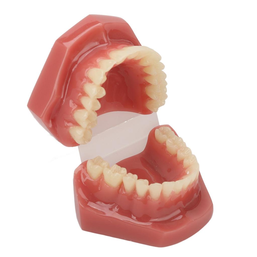 Modèle de dent 28 dents Modèle orthodontique dentaire Fournitures d'étude pédagogique Démonstration dentaire