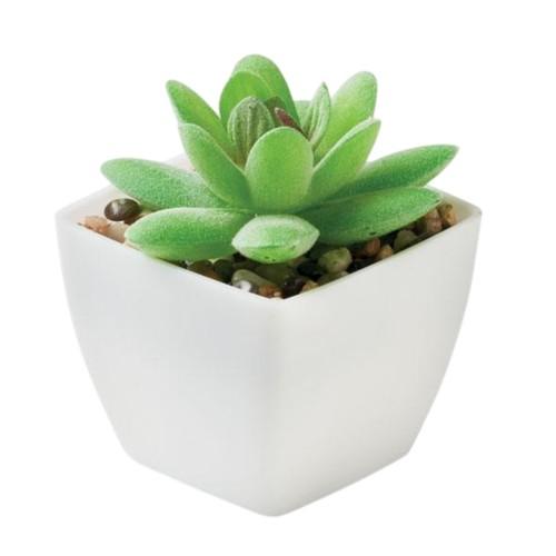 MidOcean Artigrap Graptopetalum Paraguayense Artificial Plant