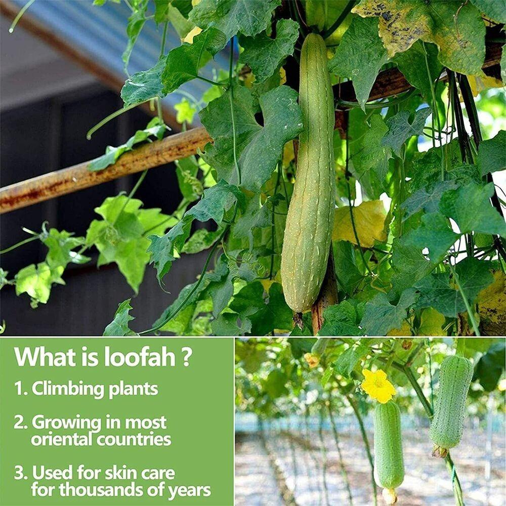 Double Sided Exfoliating Shower Belt Terry Cloth Body Back Scrubber Loofah Back Strap  Shower Rub