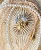 Persy Baby Seasheel Stud Earring