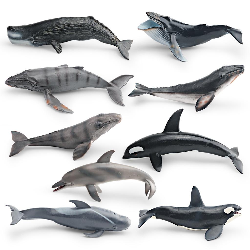 Ensemble de modèles en PVC d'animaux marins pour enfants avec des figures de cétacés réalistes pour le jeu éducatif