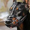 Köpek – Köpek Tasmaları ve Tasma Kayışları