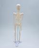 45cm Human Skeletal Model for Medical Teaching and Education