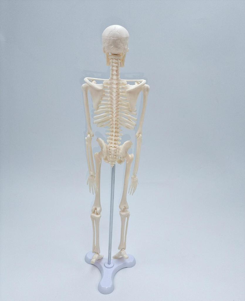 45cm Human Skeletal Model for Medical Teaching and Education