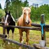 5Pcs Adjustable Horse Stall Bucket Strap Outdoor Feeding Hanging Strap Horse Bucket Straps Hanging Barn Fixed Rope