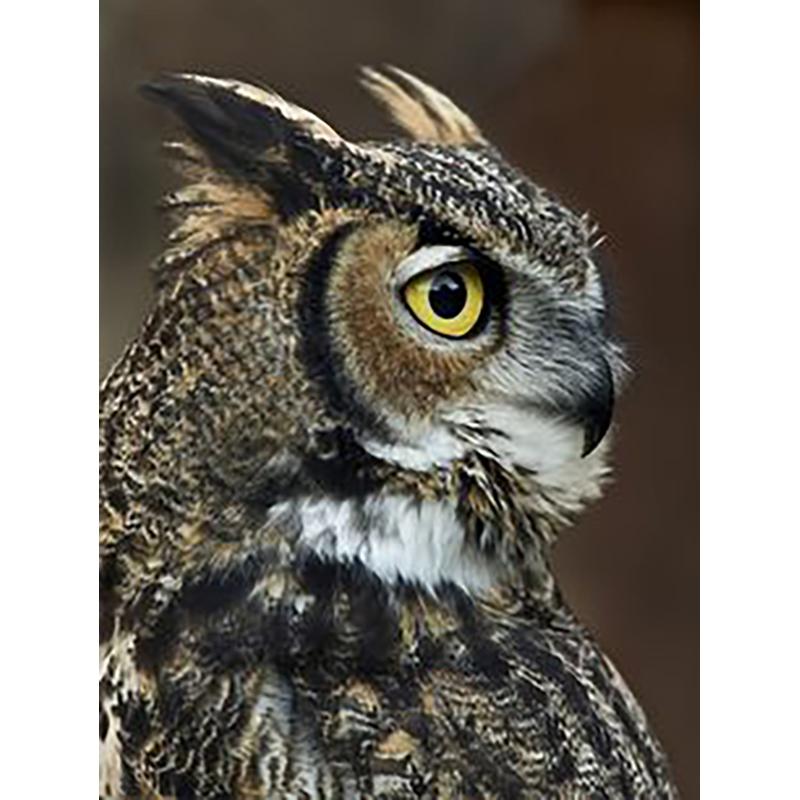 5D DIY Diamond Painting Animal Eagle Full Drill Cross Stitch Kits Round Round Mosaic Handmade Art Embroidery Home Decor Mural