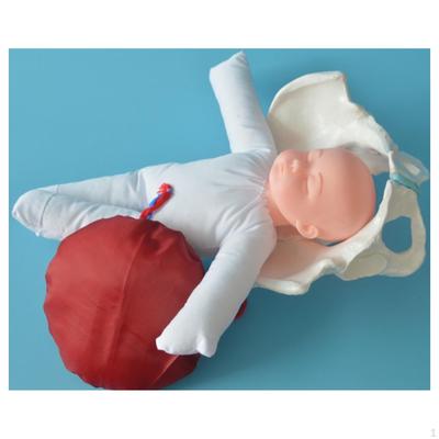Female Pelvic Anatomy Model Educational Tool Life Size with Baby Human Pelvis