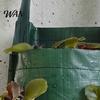 Upside Down Strawberry Planter Hanging Grow Bag Reusable Breathable Plant Garden for Higher Yields with 4 6 8 10 Planting Holes Vegetables And