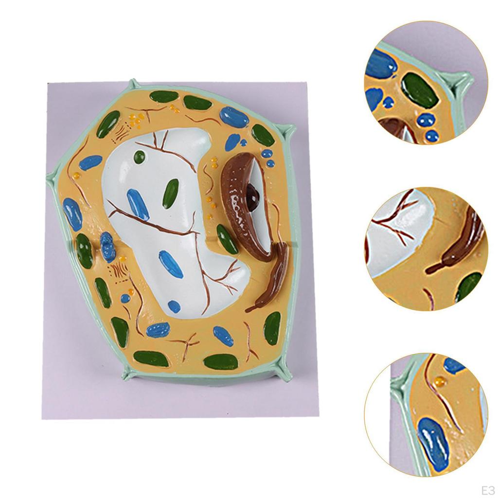 Cell Anatomy Model Anatomical Educational Stem Kit Biology Science Projects