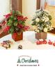 Luminous Mini Christmas Tree Set - Desktop Decoration and Gift