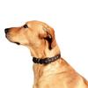 Collier pour chiens - pettec - classique - imperméable - flexible - rembourré 50-60cm - marron