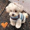 Dog fleece clothes autumn and winter rainbow candy striped than bear cat teddy small dog warm pet vest