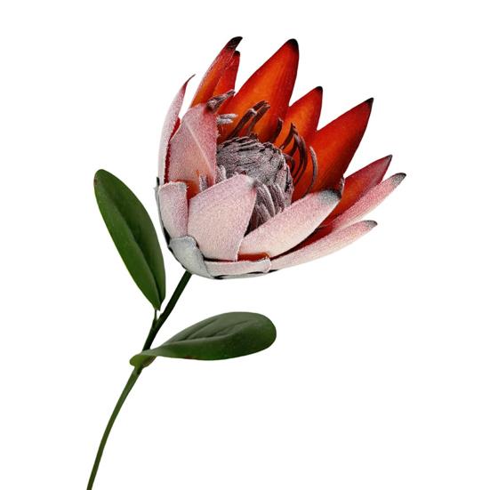 Artificial King Protea Flowers Lifelike Tropical Floral Arrangements Faux Protea Cynaroide with Stem for Wedding Centerpiece Home Office Table Decor