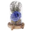 Glass Dome Cloche Bell Jars Succulent Flower Terrariums Cover + Wooden Base