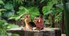 Enesco Jim Shore Disney Traditionelle König der Löwen Mini Timon Figur 3 Zoll
