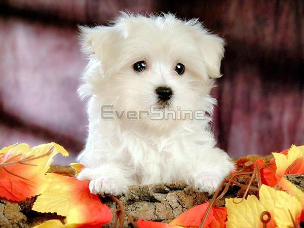 Diamond Painting Dog Full Square Round Diamond Výšivka Animal Rhinestones Pictures Crafts Kit