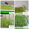Microgreens Sprout Tray Germination Tray Double Layer Sprout  Hydroponics Tray Plate Nursery Pots Soilless Cultivation Planting