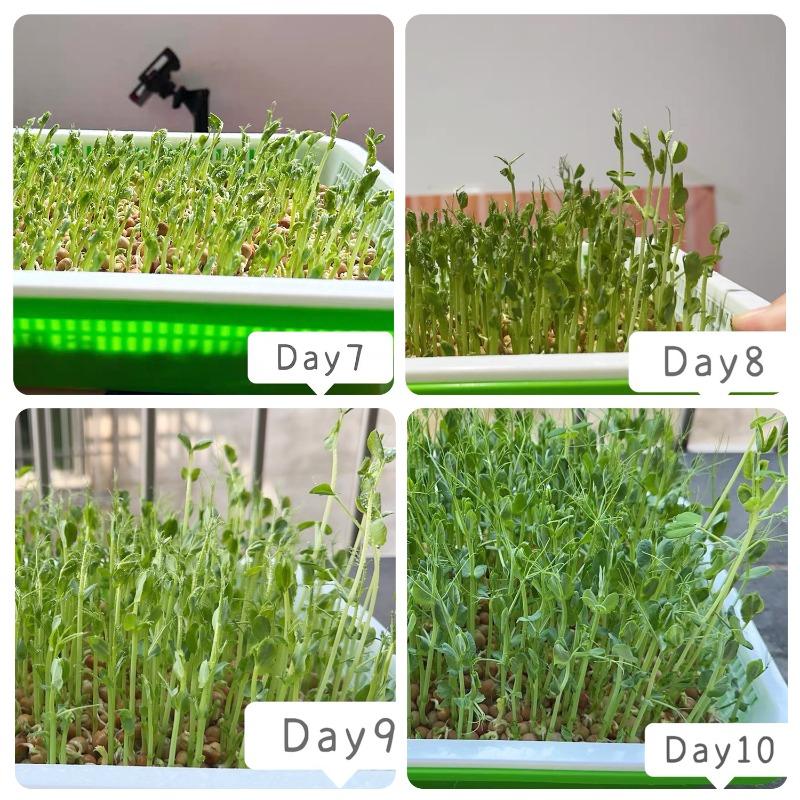 Microgreens Sprout Tray Germination Tray Double Layer Sprout  Hydroponics Tray Plate Nursery Pots Soilless Cultivation Planting