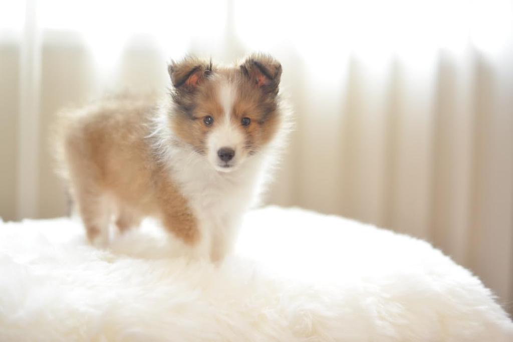 Dog Feeling Large Calendar 2025