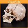 Realistlik Inimkeha Anatoomia Valge Vaikukoopia Kolju Halloweeni Kaunistuseks