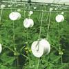 Ganchos de Suporte para Tomate Carregados com 15 Metros de Barbante, Kit de Treliça para Estufa, Ganchos Duráveis Evitam que os Tomates Caiam