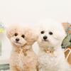 Reflective Dog Collar Popular Brand for Toy and Small Perfect for Walking monchéri [Mixed Color] (Cream/FREE) Cute, Stylish, Poodles, Chihuahuas,