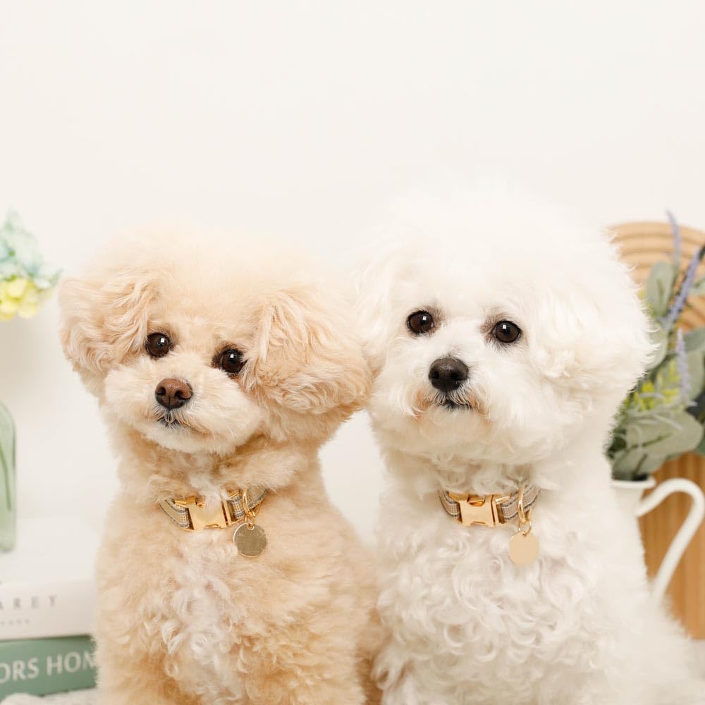Reflective Dog Collar Popular Brand for Toy and Small Perfect for Walking monchéri [Mixed Color] (Cream/FREE) Cute, Stylish, Poodles, Chihuahuas,