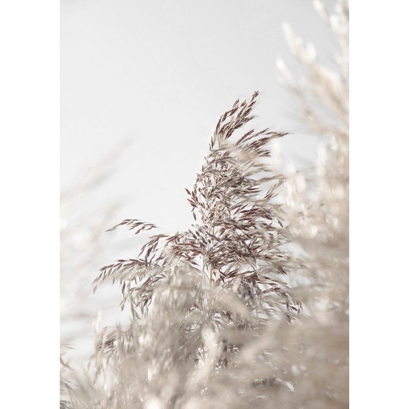 

Нейтральный бежевый пампасная трава ботаническая фотография природы скандинавский постер печать на холсте настенное искусство картина домашний декор фермерского дома 21cm×30cm NoFrame