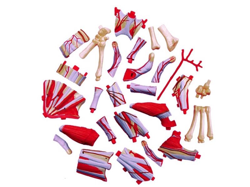 4D Human Anatomy Model Hand Puzzle 626009 by Fame Master, a 4D master educational STEM toy.