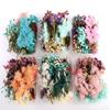 Gemischte Trockenblumen für Scrapbooking Seifen- und Kerzenherstellung Dekoration DIY Bastelbedarf