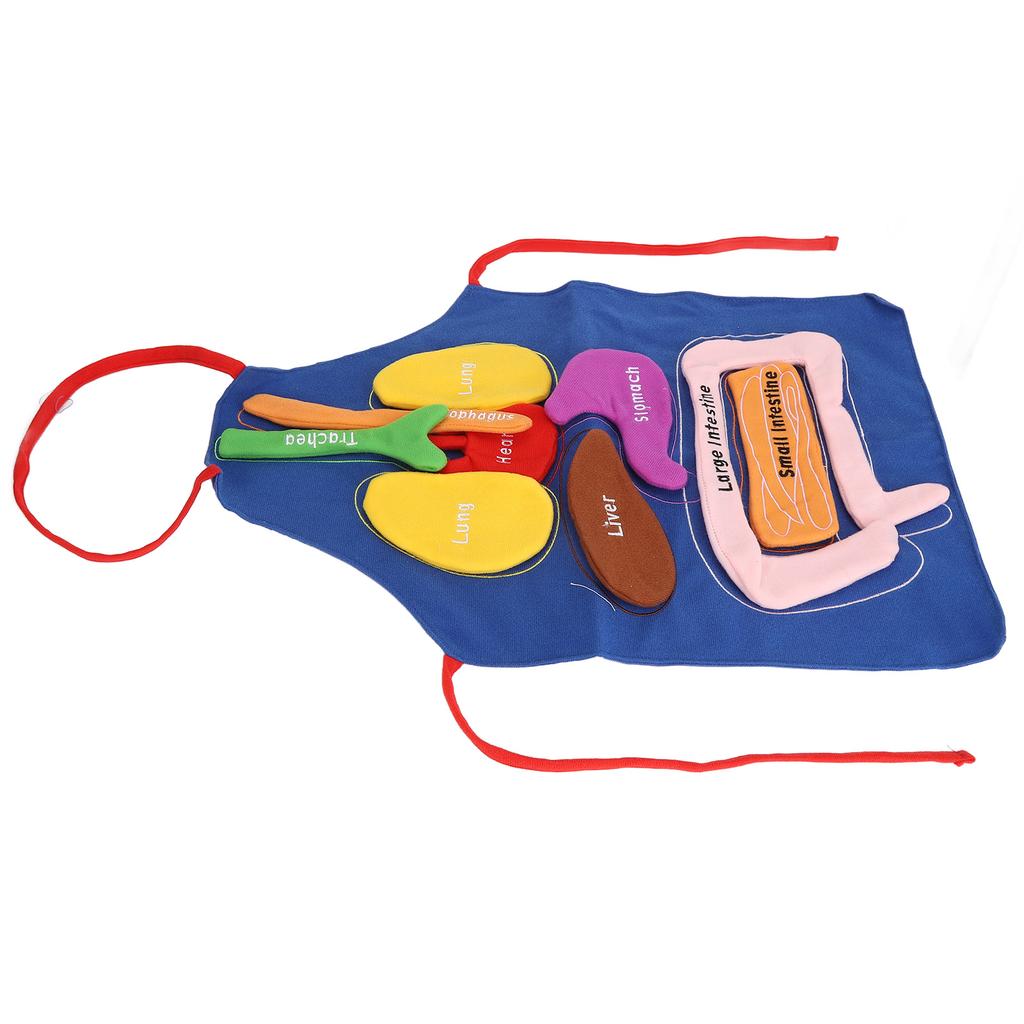 3D Zástěra s orgány Lidské orgány Anatomie Kostým Zástěra Odnímatelná Povědomí o lidském těle Vzdělávací nástroj