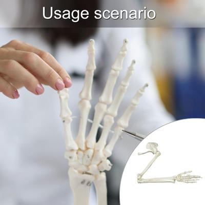 Human Arm Skeleton Model Anatomical Human Arm Model Anatomical Study Life Size Human Arm Joint Study Skeleton Model