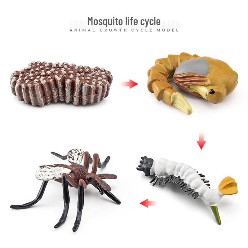 Animal Growth Cycle Models: Chicken, Duck, Goose, Butterfly, Turtle, Frog Montessori Teaching Figurines