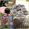 Ghivece de flori și coșuri – Sol pentru plante