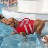 Pet Dog Life Jacket Swimming Outdoor Safety Vest Adjustable Floatation Gear Small To Extra Large Dogs