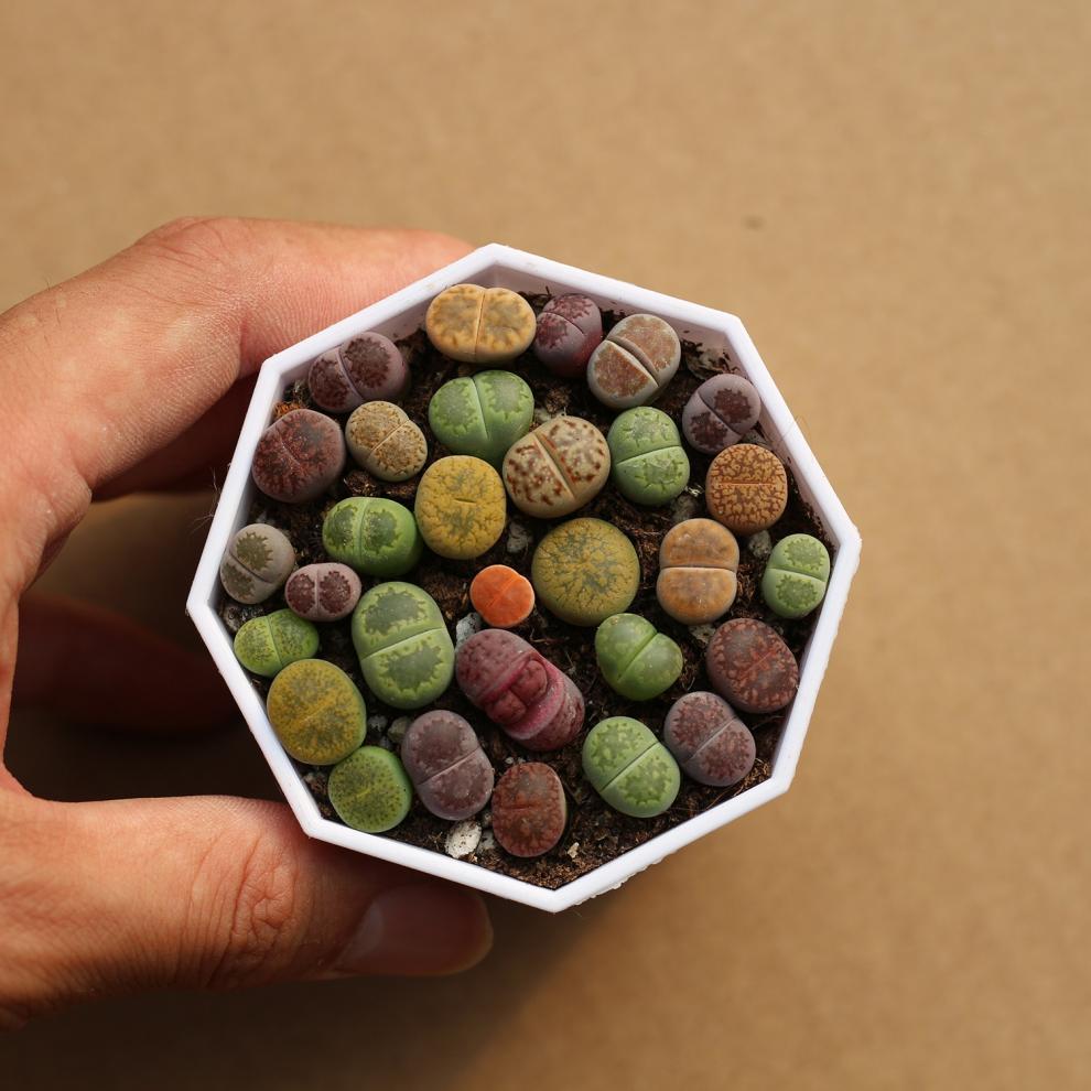 Rare Lithops Succulent Pot: Diverse Colors & Varieties